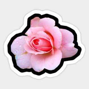 Pink Roses Sticker